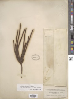 Image of Cecropia obtusifolia