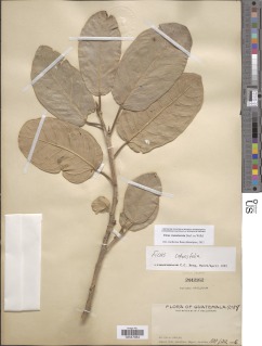 Ficus crassinervia image