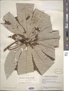 Image of Cecropia angustifolia