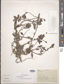 Pilea imparifolia image