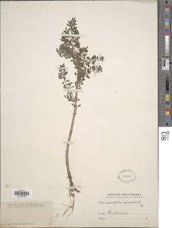 Pilea senarifolia image