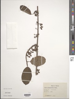 Scepocarpus oblongifolius image
