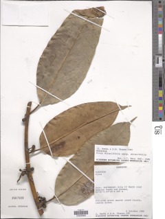 Ficus ottoniifolia image