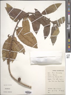 Image of Ficus dicranostyla