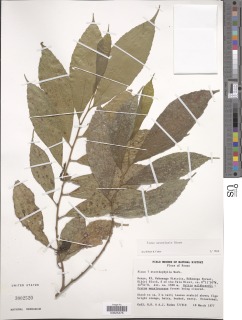 Ficus asperifolia image