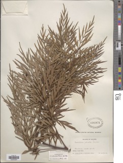 Image of Grevillea robusta