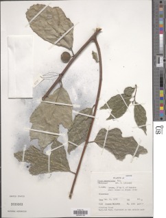 Image of Ficus asperifolia