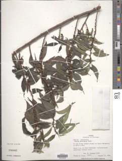 Phenax mexicanus image