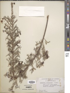 Image of Grevillea alpina