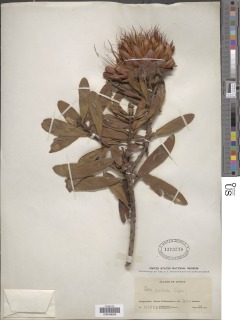 Image of Protea praticola