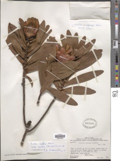 Protea caffra subsp. nyasae image