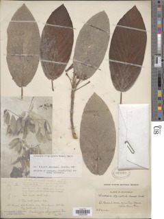 Coussapoa oligocephala image