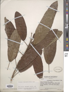 Coussapoa oligocephala image