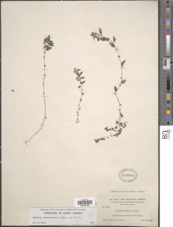 Image of Parietaria pensylvanica