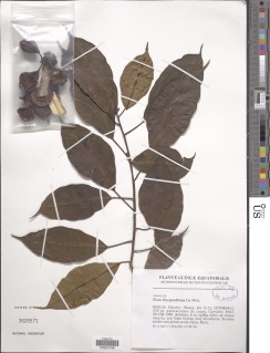 Image of Ficus dryepondtiana