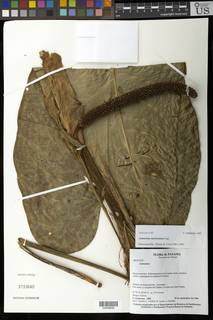 Anthurium ranchoanum image