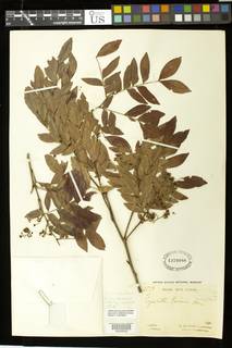 Gilletiodendron pierreanum image