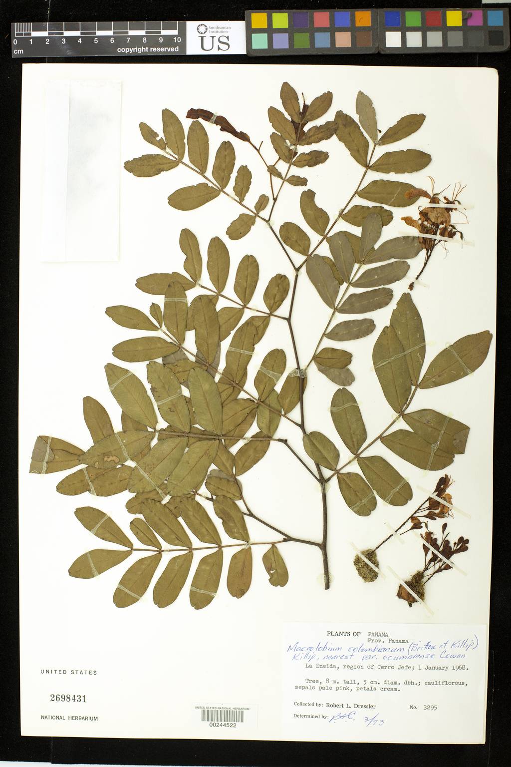 Macrolobium colombianum var. monagasense image