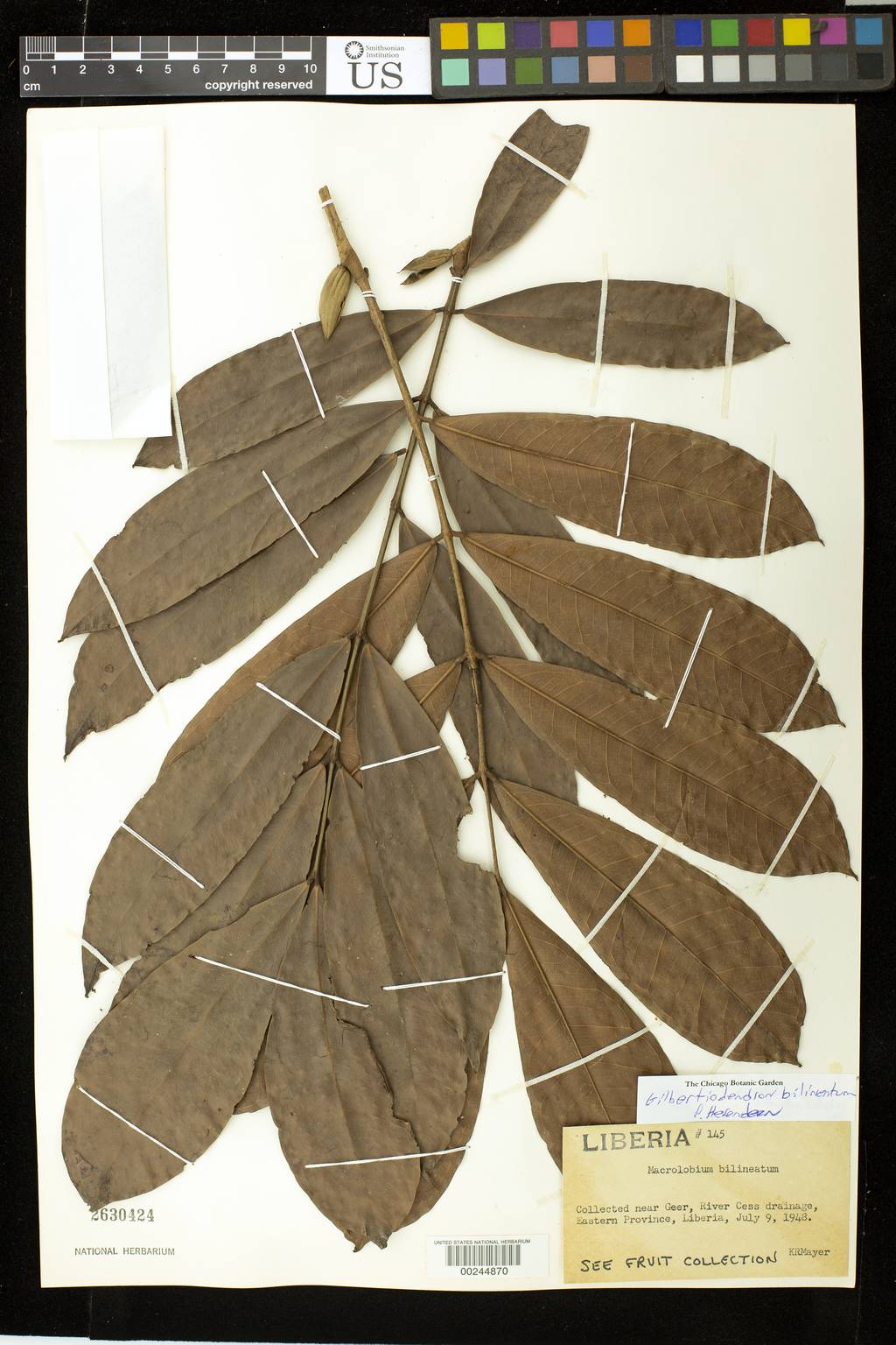 Gilbertiodendron bilineatum image