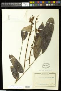 Anthonotha lamprophylla image
