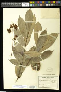 Anthonotha lamprophylla image