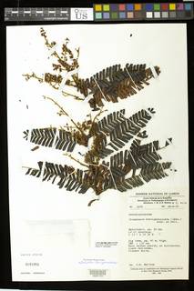 Didelotia brevipaniculata image