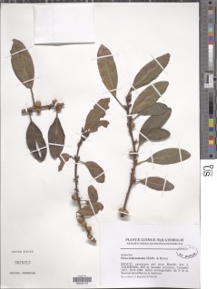 Ficus craterostoma image