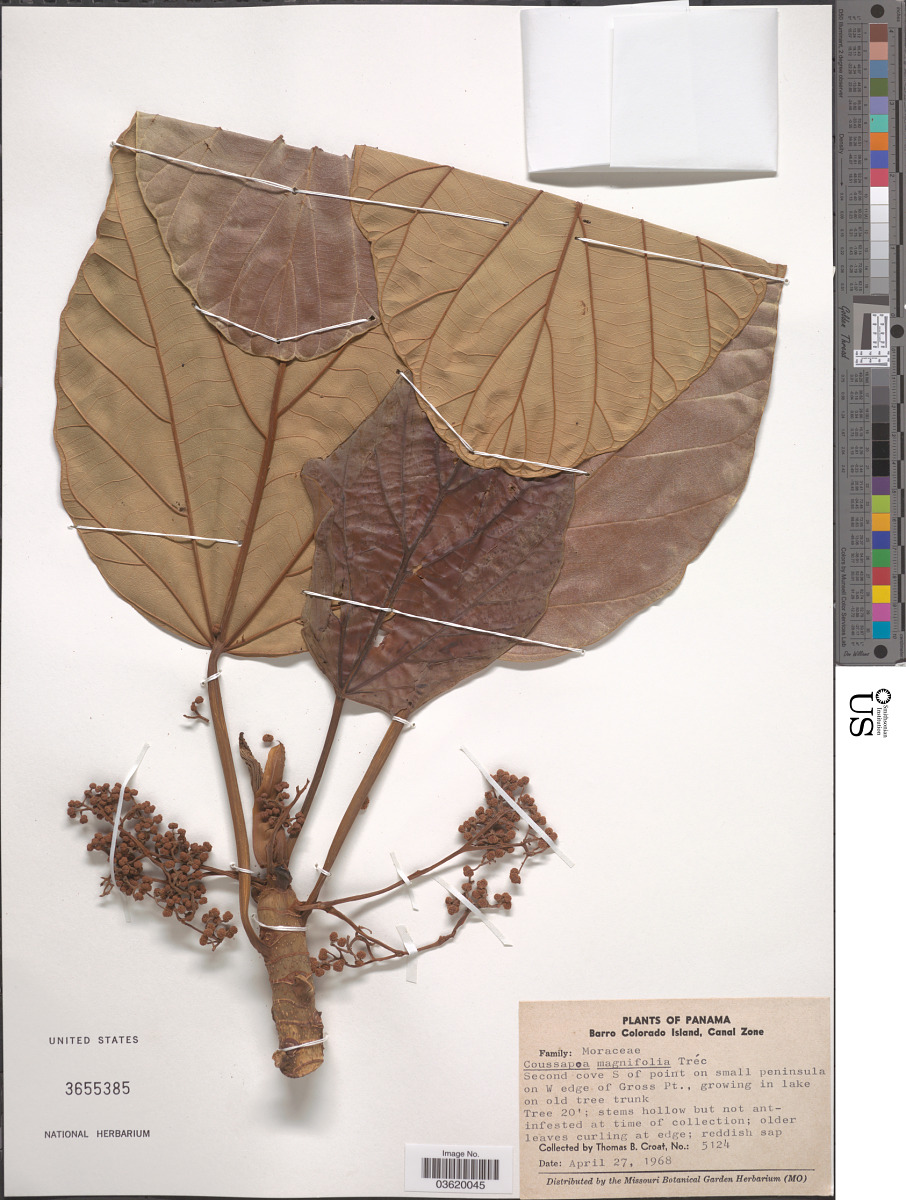 Coussapoa asperifolia subsp. magnifolia image