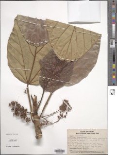 Coussapoa asperifolia image