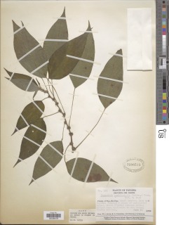 Pouzolzia occidentalis image