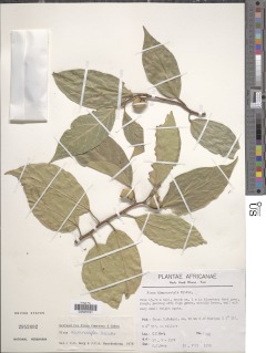 Ficus dicranostyla image