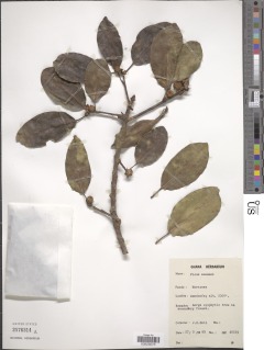Image of Ficus craterostoma