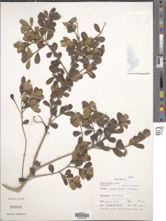 Image of Ficus lingua