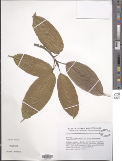 Ficus ottoniifolia image