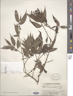 Boehmeria ulmifolia image