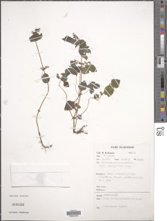 Image of Pilea tetraphylla