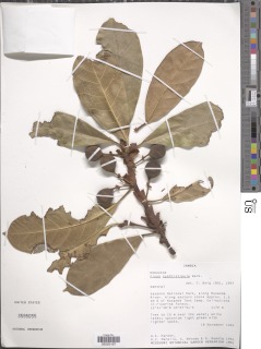 Image of Ficus cyathistipula