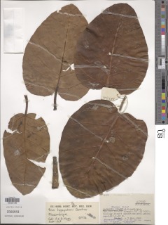 Image of Ficus trichopoda