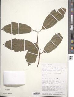 Ficus variifolia image