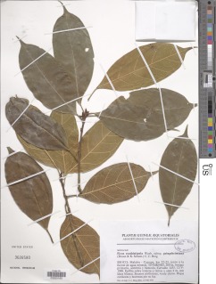 Ficus cyathistipula image