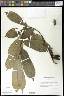 Polyceratocarpus parviflorus image