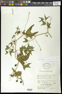 Passiflora apetala image