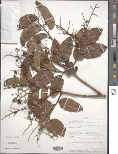 Trillesanthus excelsus image