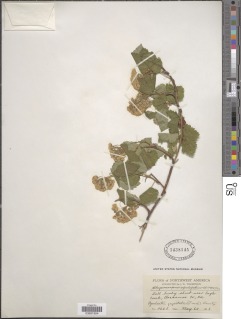 Image of Physocarpus opulifolius