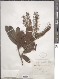 Panopsis costaricensis image