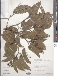 Trillesanthus excelsus image
