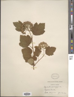 Image of Physocarpus monogynus
