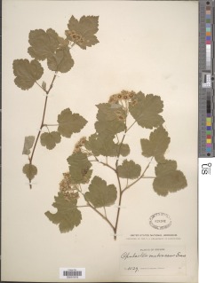 Image of Physocarpus malvaceus