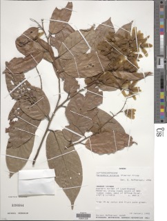 Image of Trillesanthus excelsus