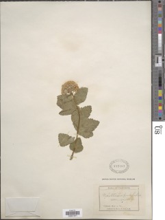 Image of Physocarpus intermedius